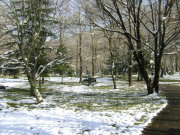 το άλσος του Αγίου Νικολάου με χιόνι